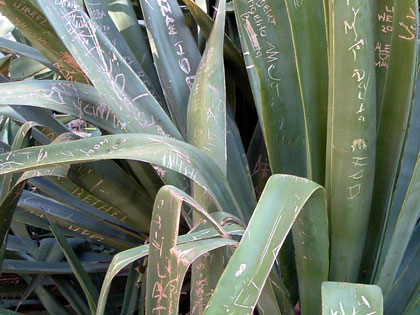 Leaving our marks on nature